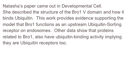 Natasha’s paper came out in Developmental Cell.
She described the structure of the Bro1 V domain and how it binds Ubiquitin.  This work provides evidence supporting the model that Bro1 functions as an upstream Ubiquitin-Sorting receptor on endosomes.  Other data show that proteins related to Bro1, also have ubiquitin-binding activity implying they are Ubiquitin receptors too.

http://www.sciencedirect.com/science/article/pii/S1534580713002189